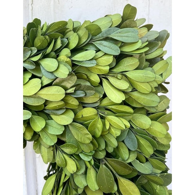 20" Diameter Square Real Preserved Boxwood Wreath-Natural