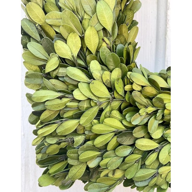 20" Diameter Square Real Preserved Boxwood Wreath-Natural